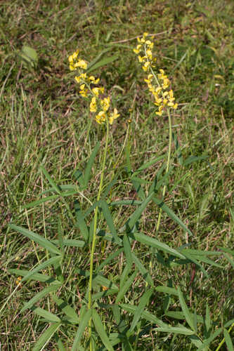 Crotalaria brevidens var. intermedia #32